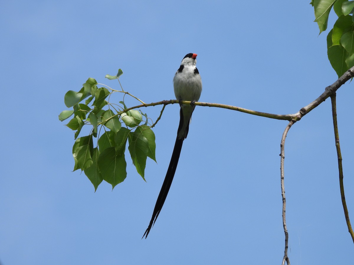 Pin-tailed Whydah - Ken Burgdorff