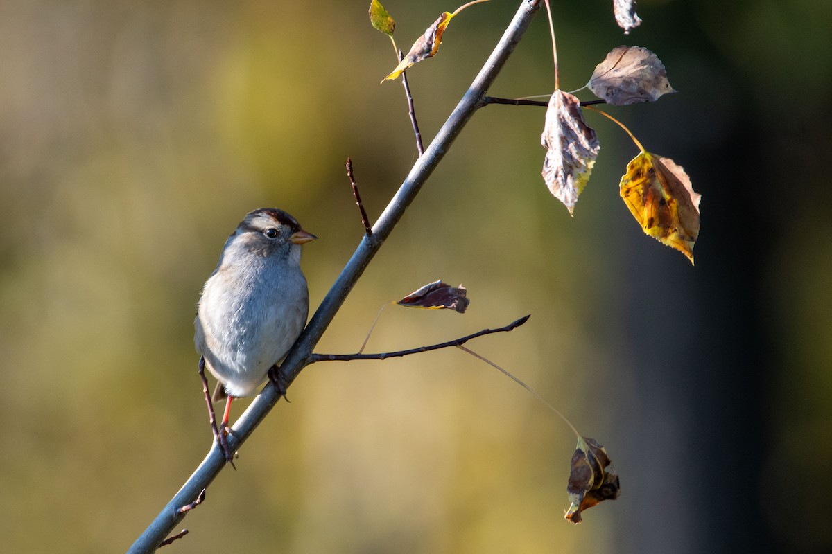 White-crowned Sparrow - ML609154907