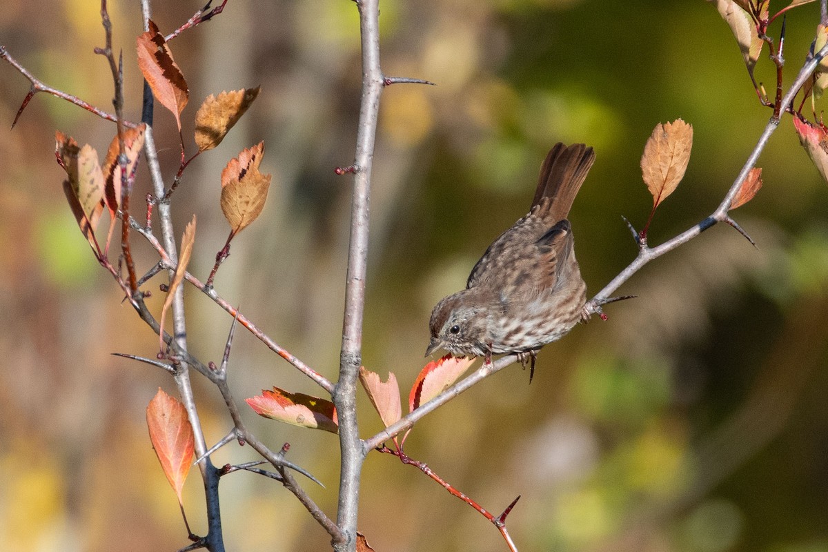 Song Sparrow - ML609154916