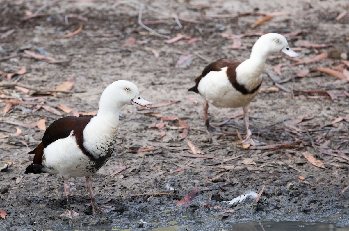 Radjah Shelduck - ML609154921