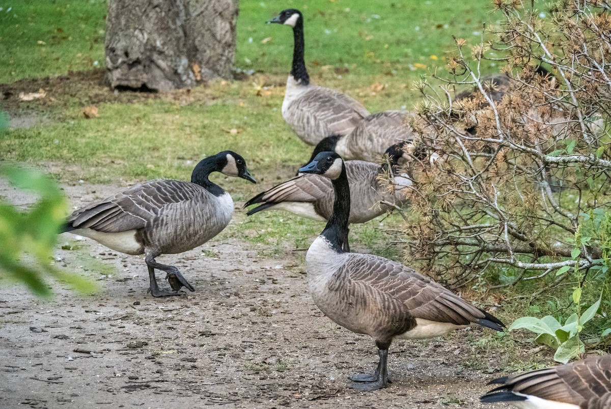 Canada Goose - ML609154997