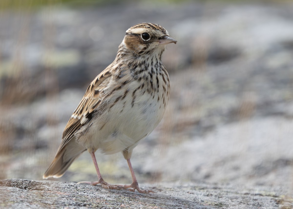 Wood Lark - ML609155018