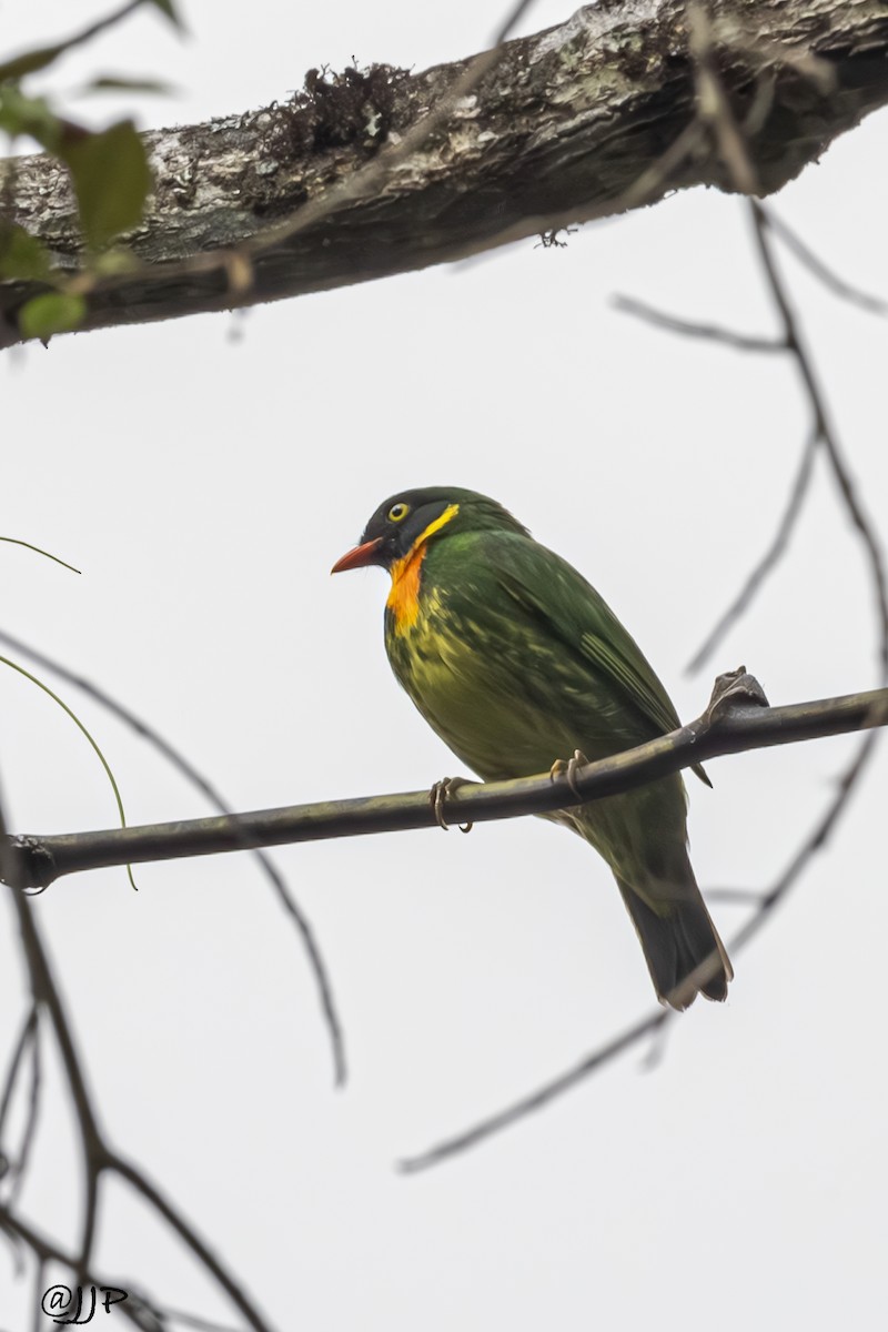 Masked Fruiteater - Jose Juan Pamplona