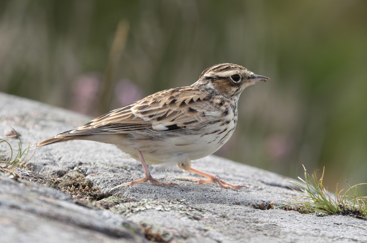 Wood Lark - ML609155124