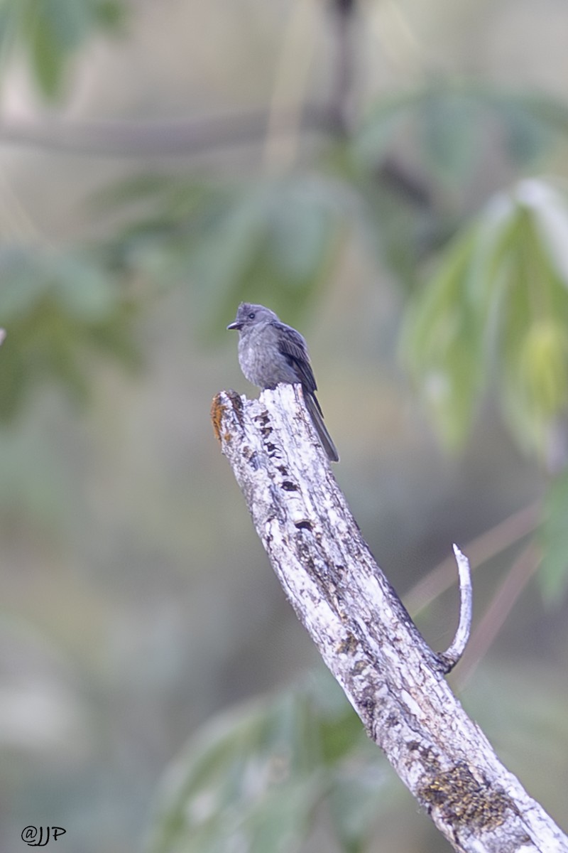 Smoke-colored Pewee - Jose Juan Pamplona