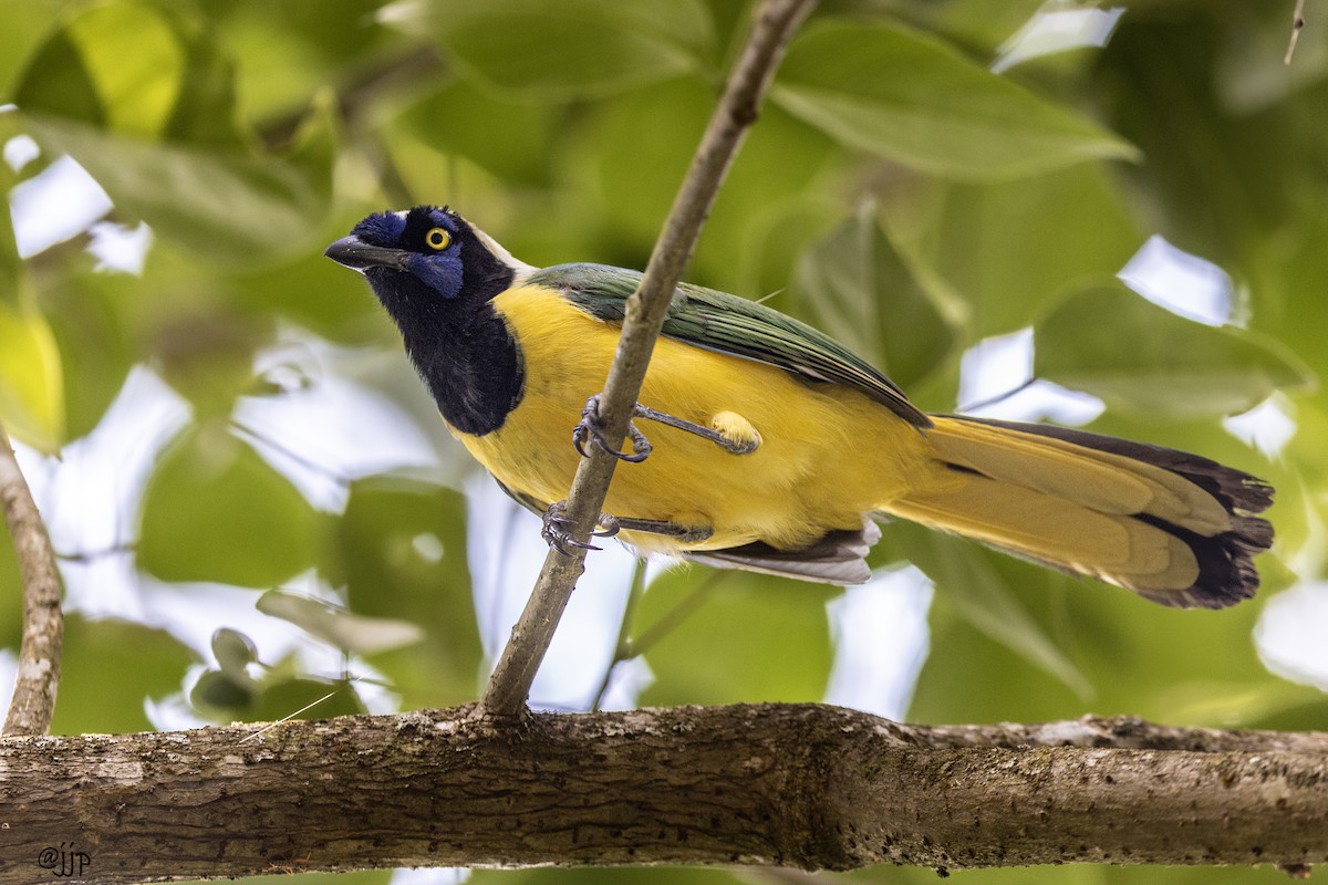 Green Jay - Jose Juan Pamplona