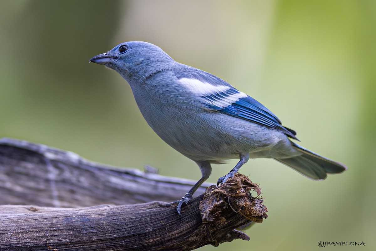 Blue-gray Tanager - Jose Juan Pamplona