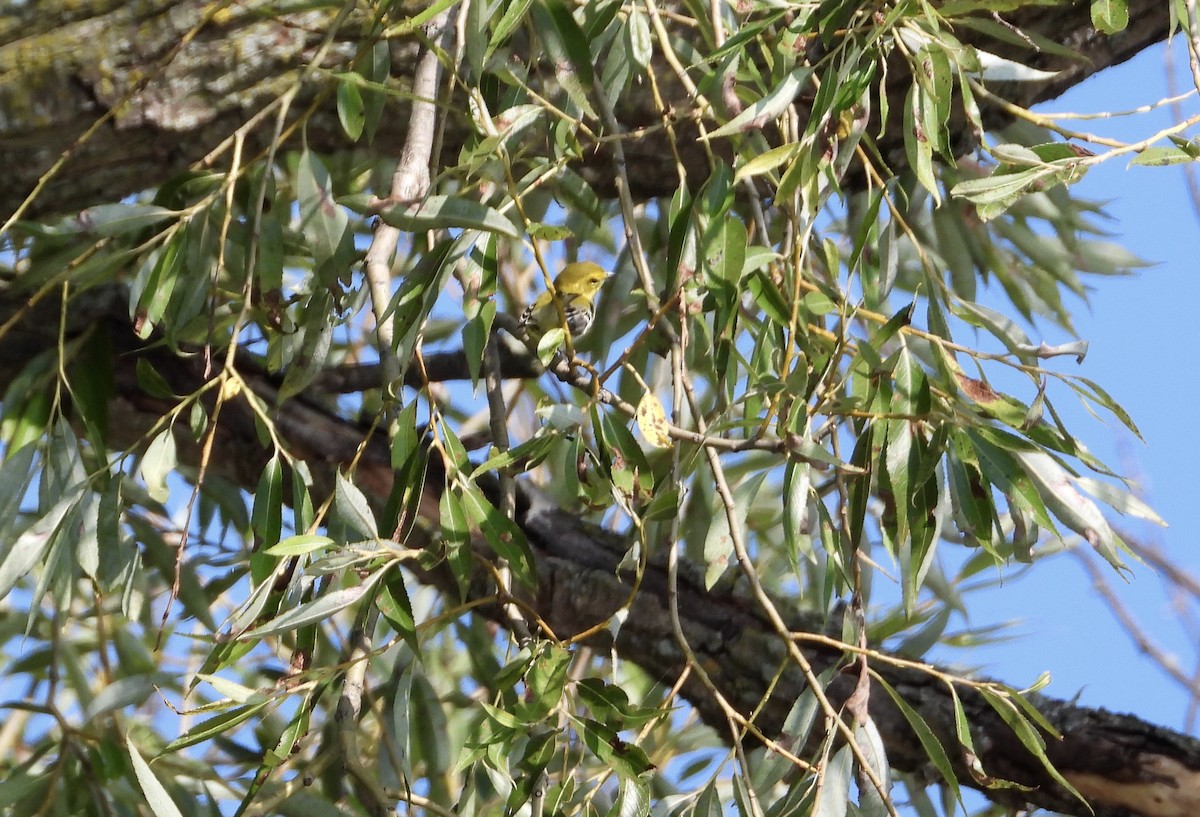 Black-throated Green Warbler - ML609155240