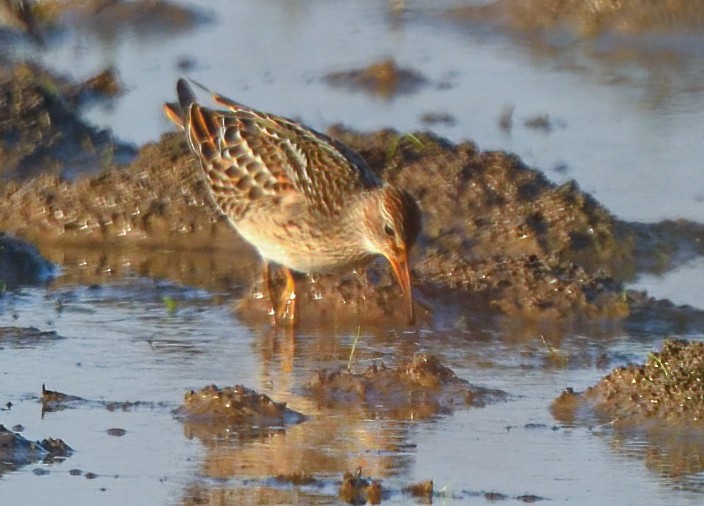 Bécasseau à poitrine cendrée - ML609155259