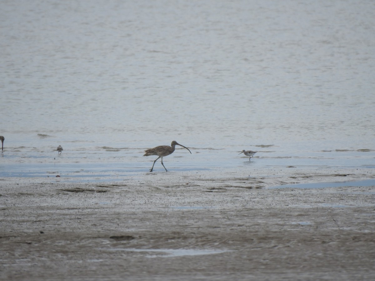 Far Eastern Curlew - Chai Thiam Lau