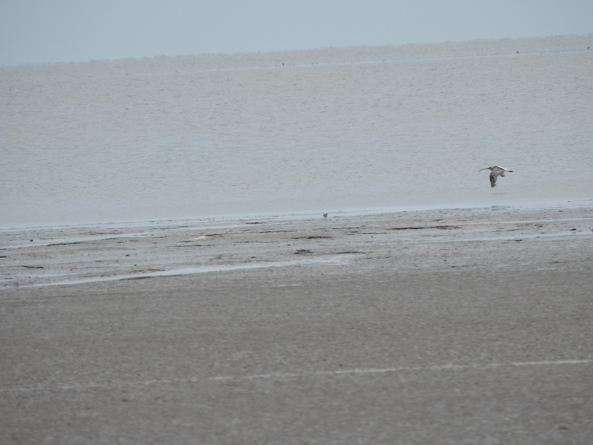 Eurasian Curlew - Chai Thiam Lau