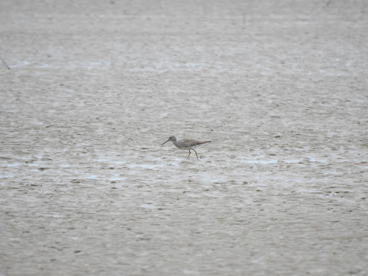 Gray-tailed Tattler - Chai Thiam Lau