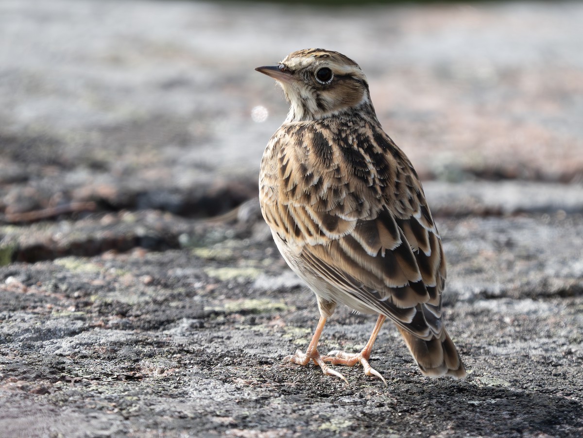 Wood Lark - ML609155294