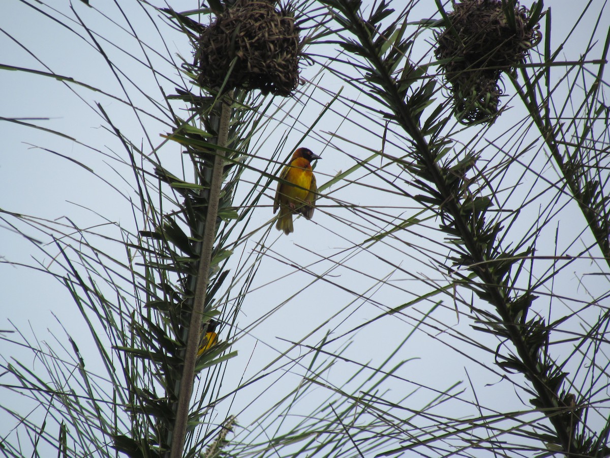 Village Weaver - ML60915531