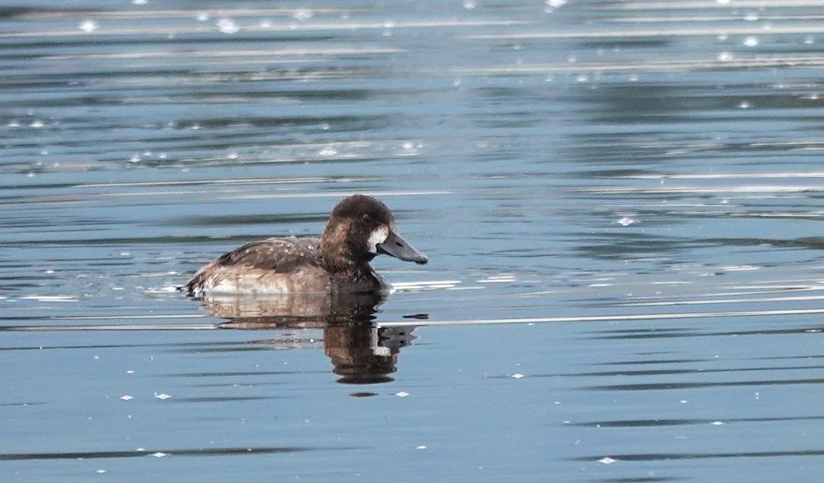 Lesser Scaup - ML609155392