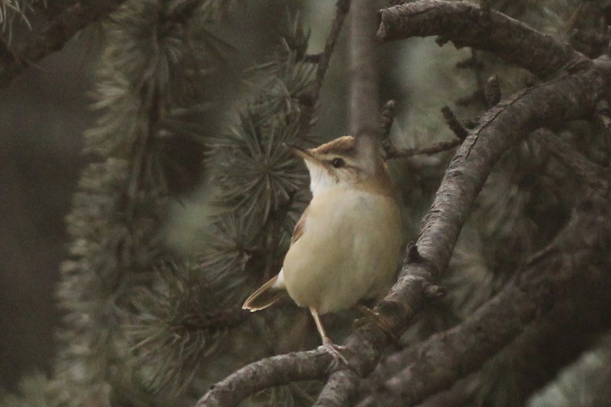 Paddyfield Warbler - Peyton Stone