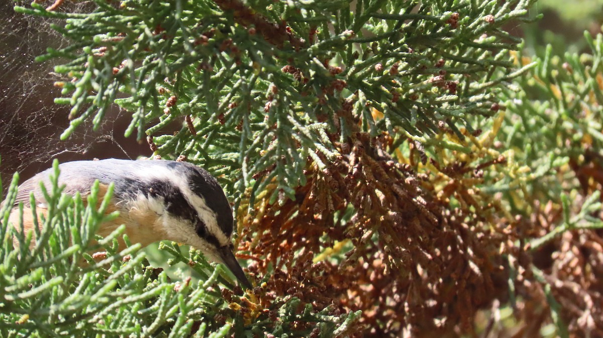 Red-breasted Nuthatch - ML609155449