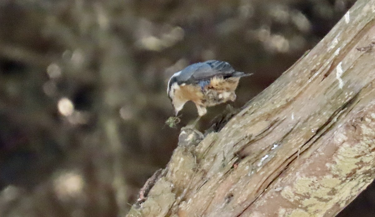 Red-breasted Nuthatch - ML609155454