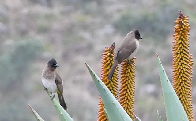 Bulbul des jardins - ML609155483
