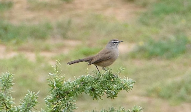 Agrobate coryphée - ML609155488