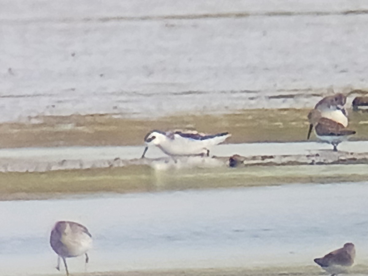 Red-necked Phalarope - ML609155521