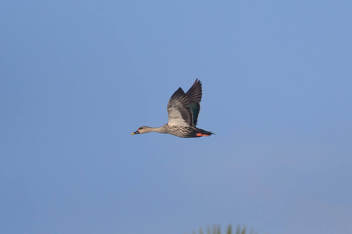 Canard à bec tacheté - ML609155546