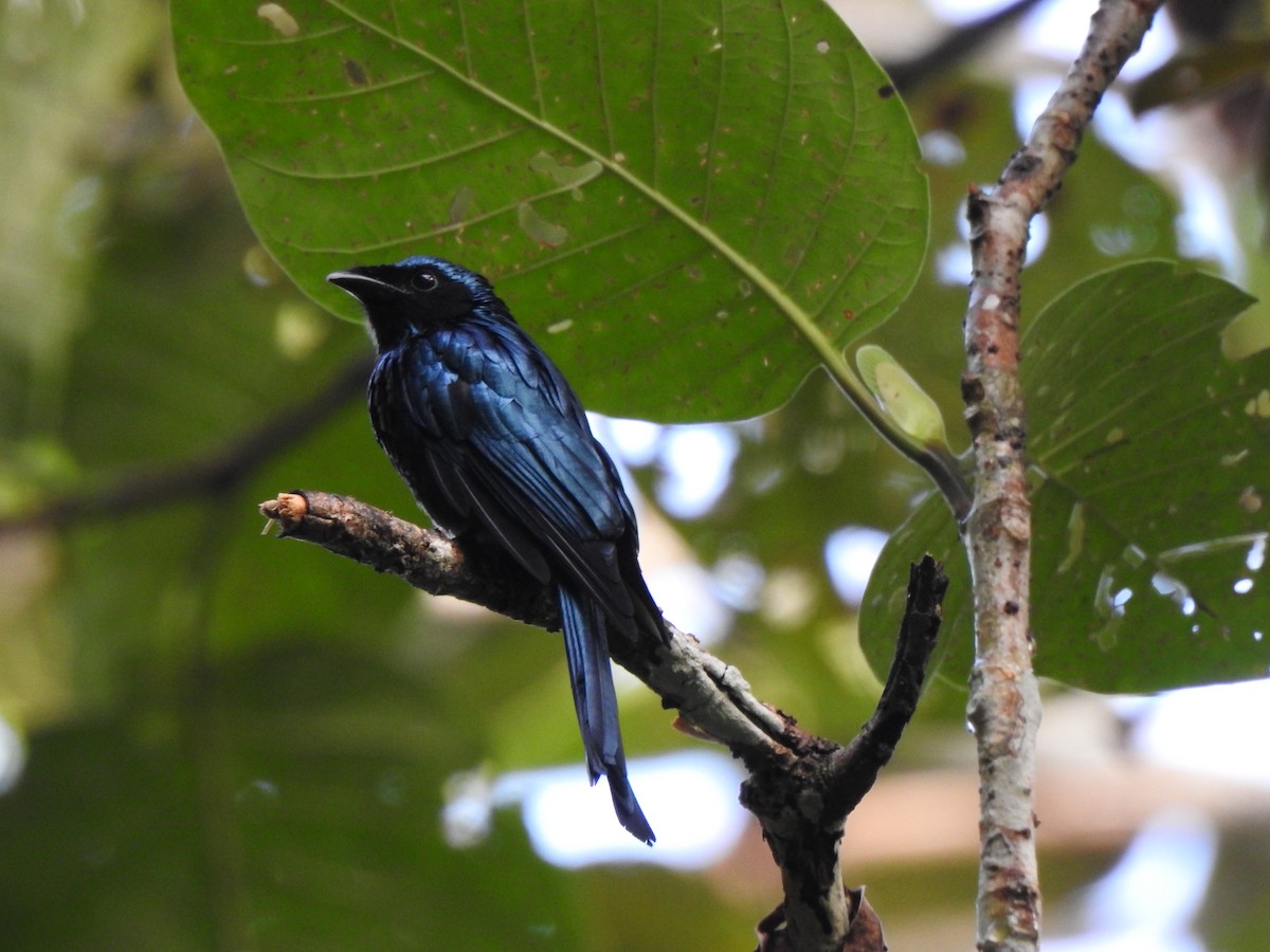 bronsedrongo - ML609155554