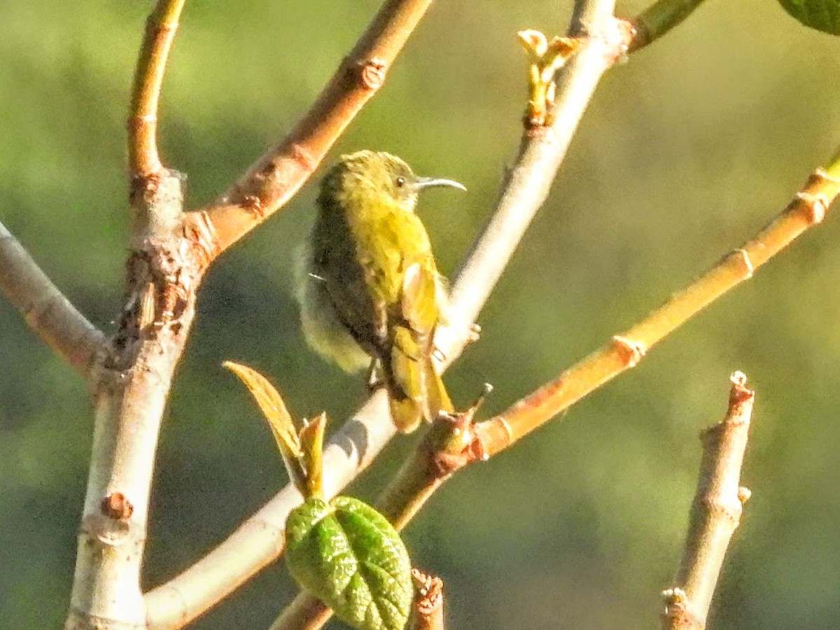 Sunda Honeyeater - ML609155589