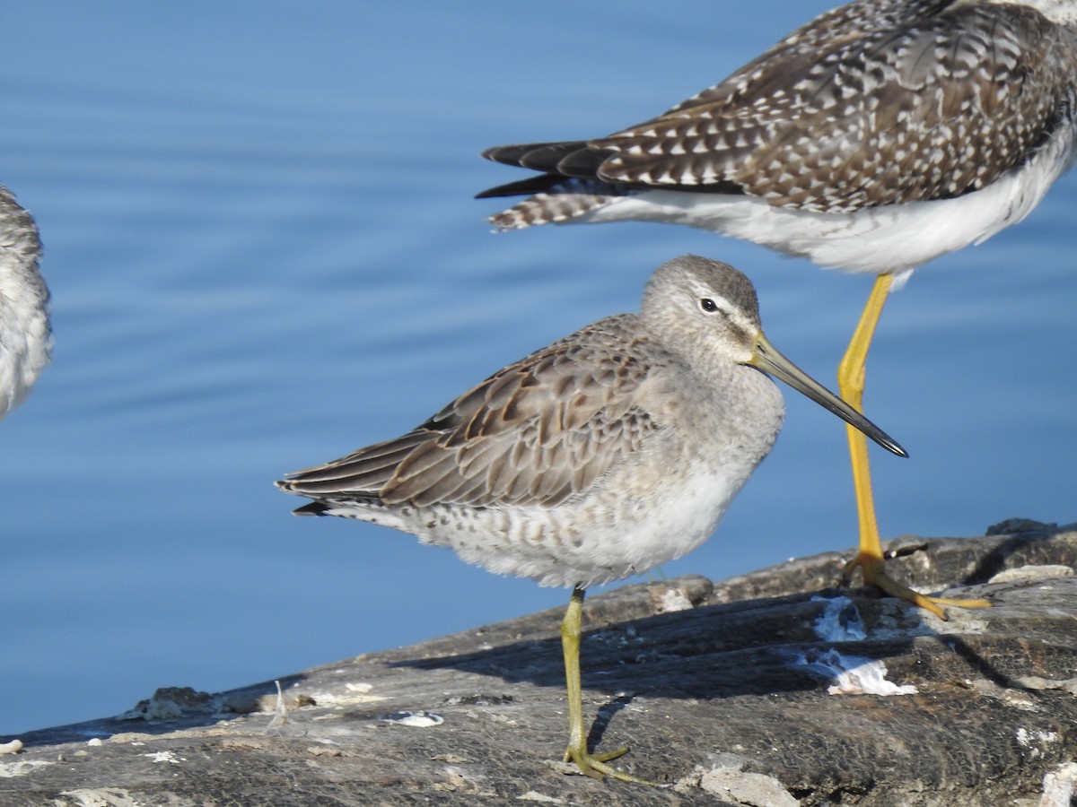 Short-billed Dowitcher - ML609155619