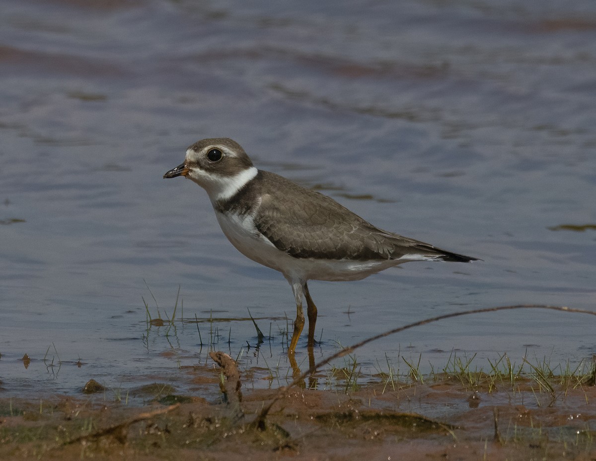 Semipalmated Plover - Stephen Ofsthun