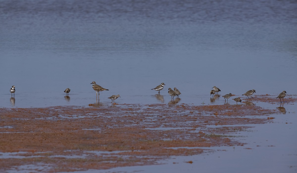Semipalmated Plover - ML609155672