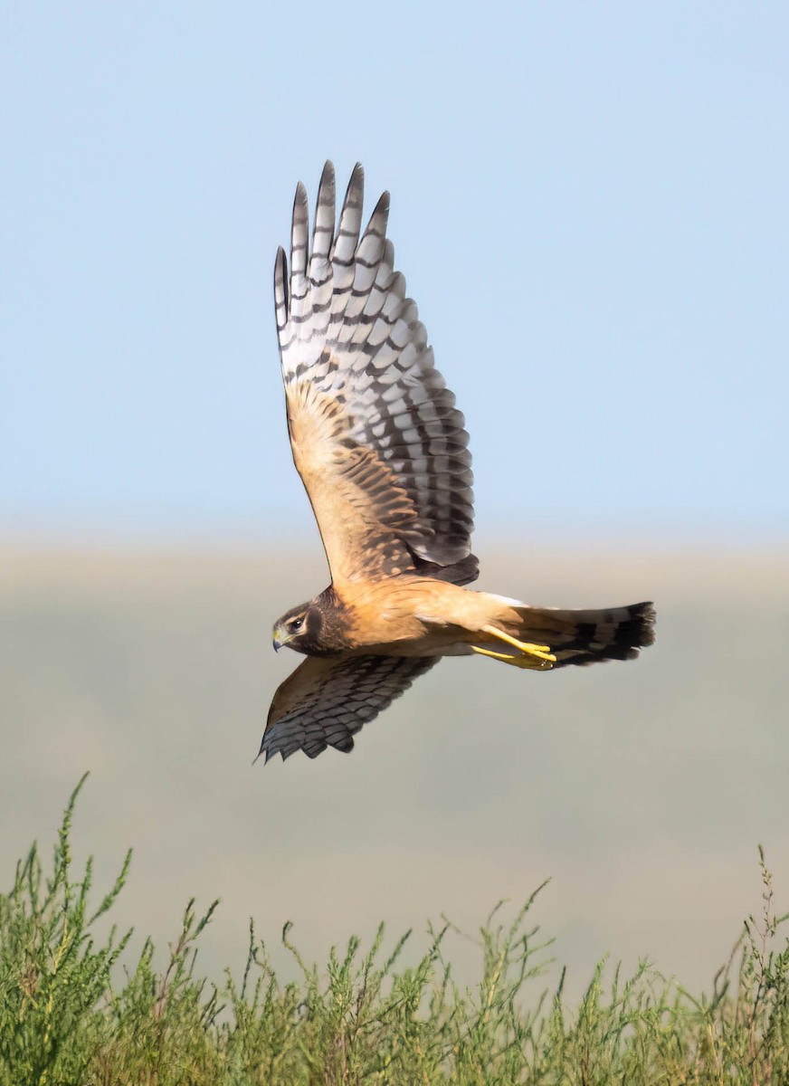 Northern Harrier - ML609155676