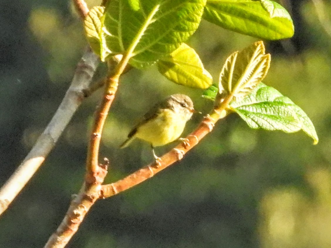 Timor Leaf Warbler (Flores) - Warren Regelmann