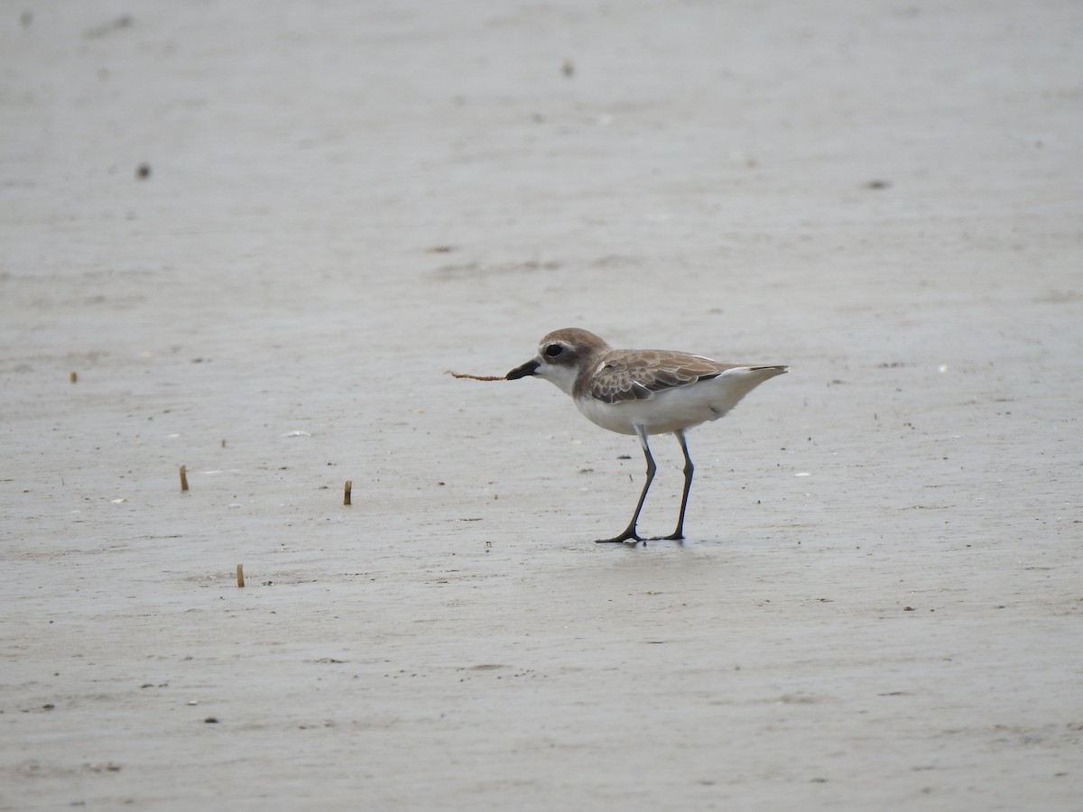 Siberian/Tibetan Sand-Plover - Chai Thiam Lau