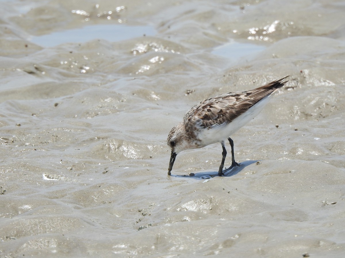 Red-necked Stint - Chai Thiam Lau