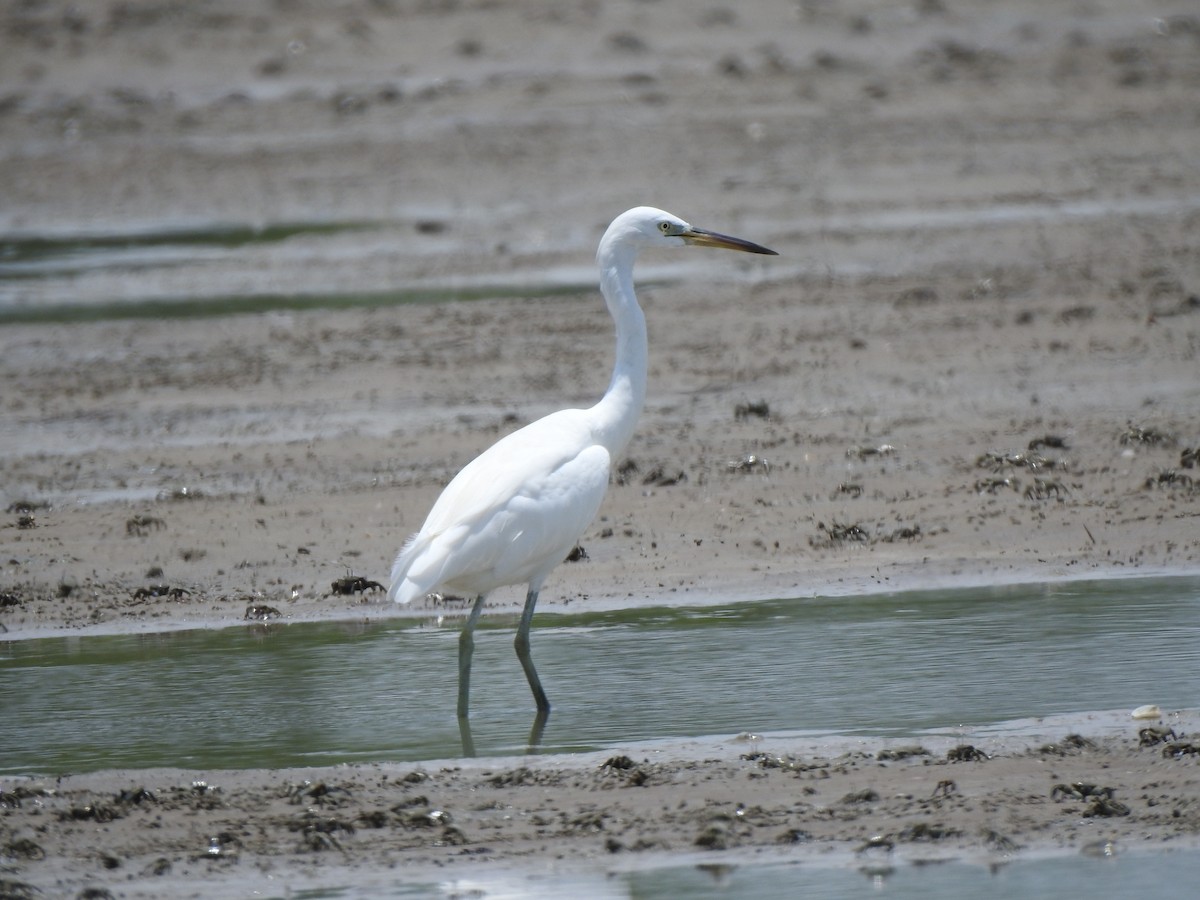 Chinese Egret - Chai Thiam Lau