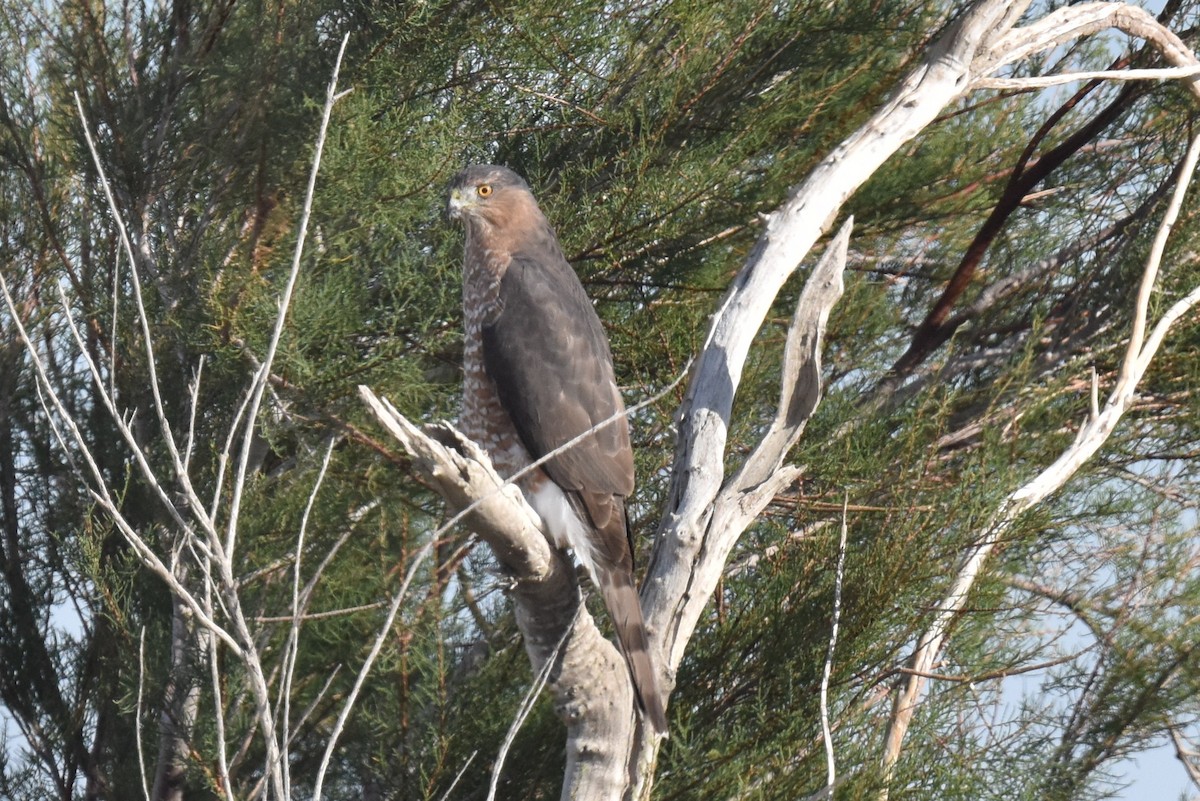 Cooper's Hawk - ML609155855