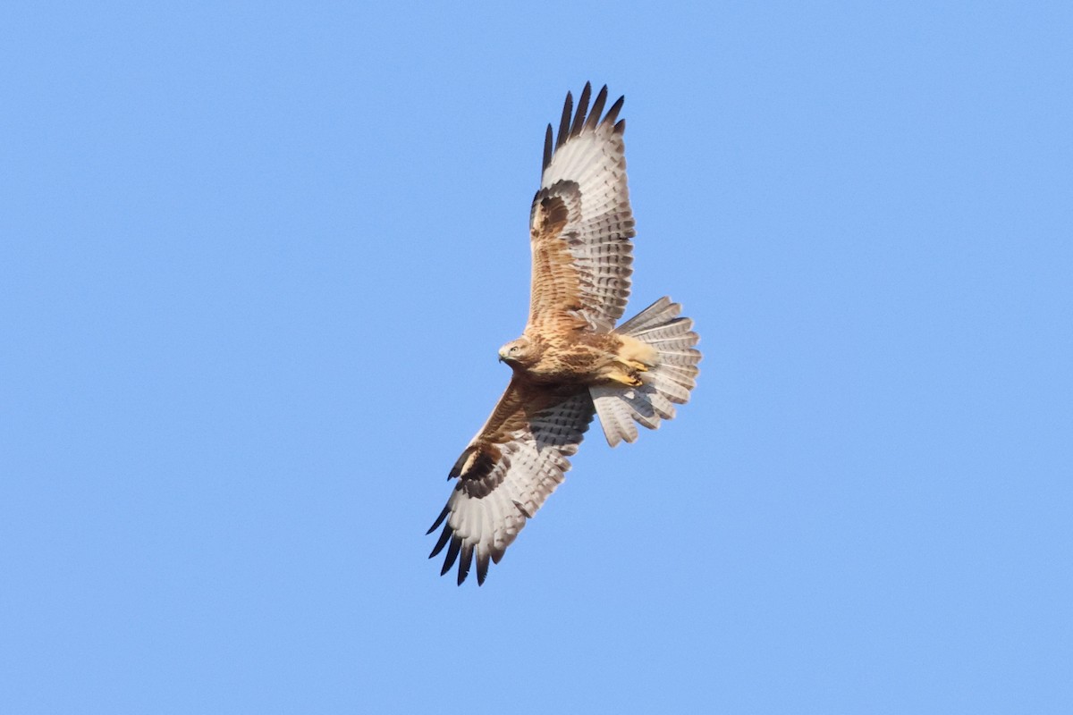 Long-legged Buzzard - Christian Goenner