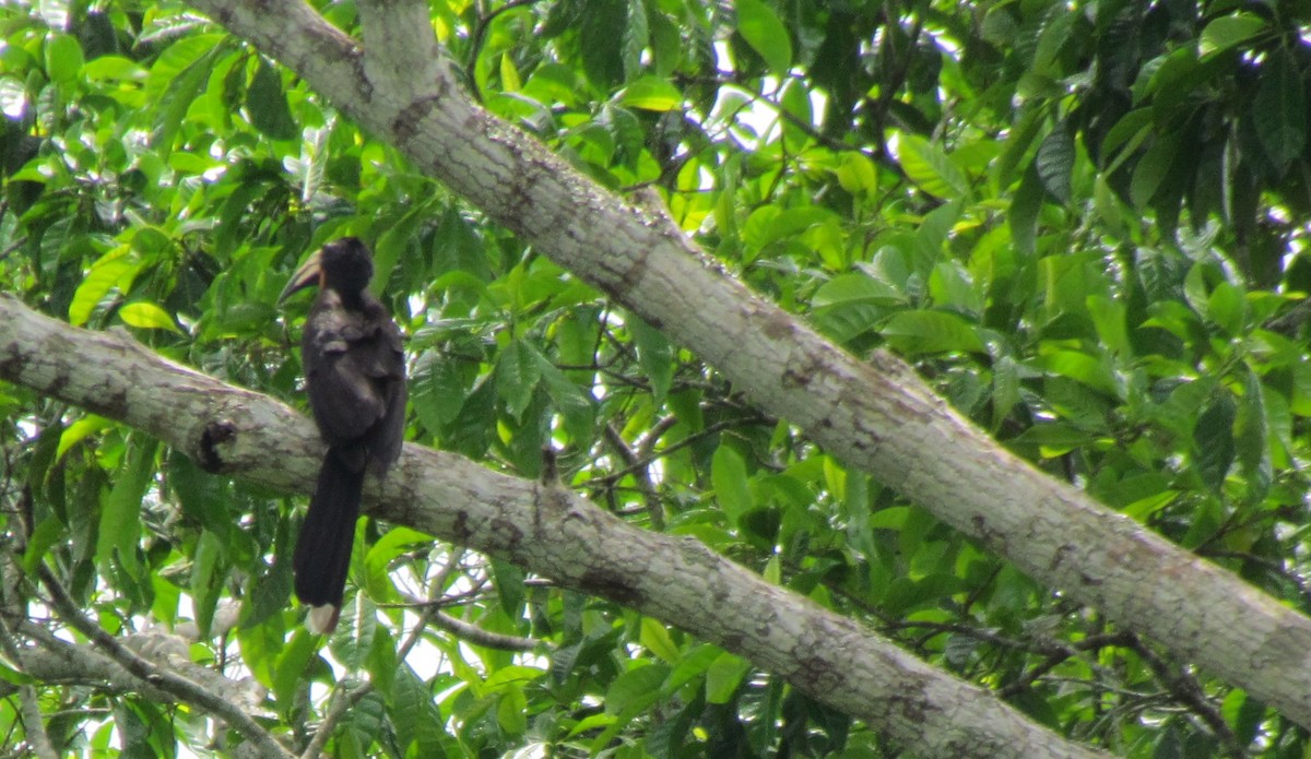 Congo Pied Hornbill - ML60915591