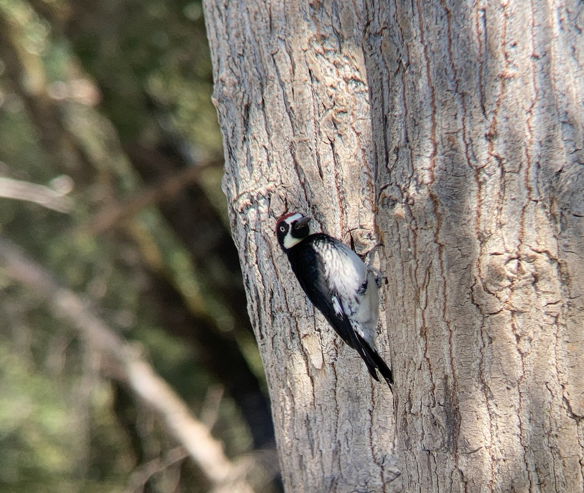 Acorn Woodpecker - ML609155927