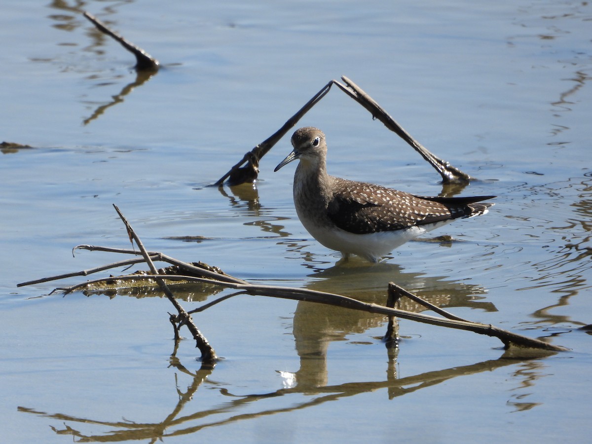 Solitary Sandpiper - ML609155954