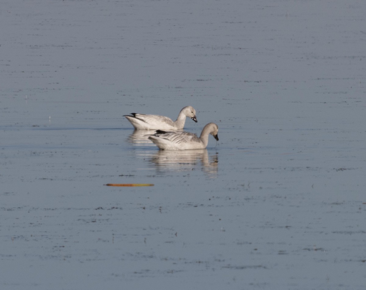 Snow Goose - ML609155955