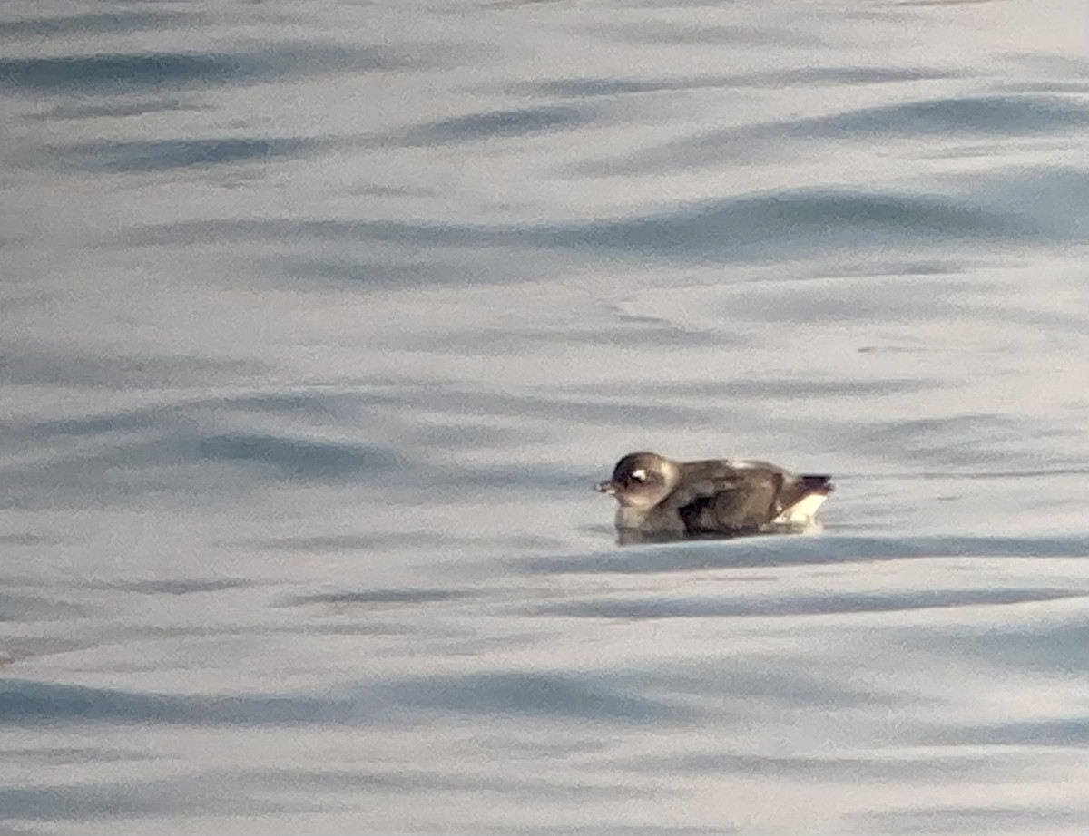 Cassin's Auklet - ML609156005