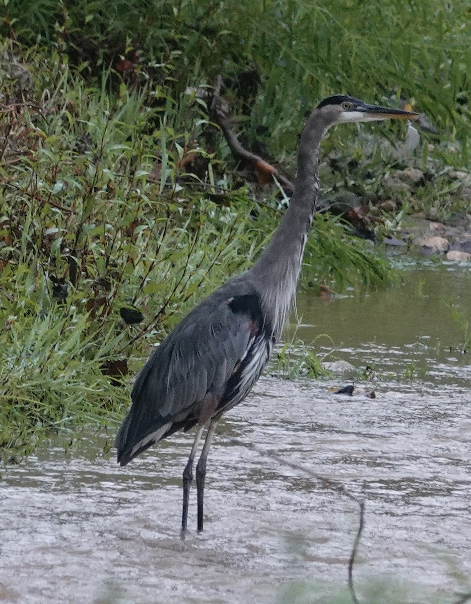 Great Blue Heron (Great Blue) - Jill Punches