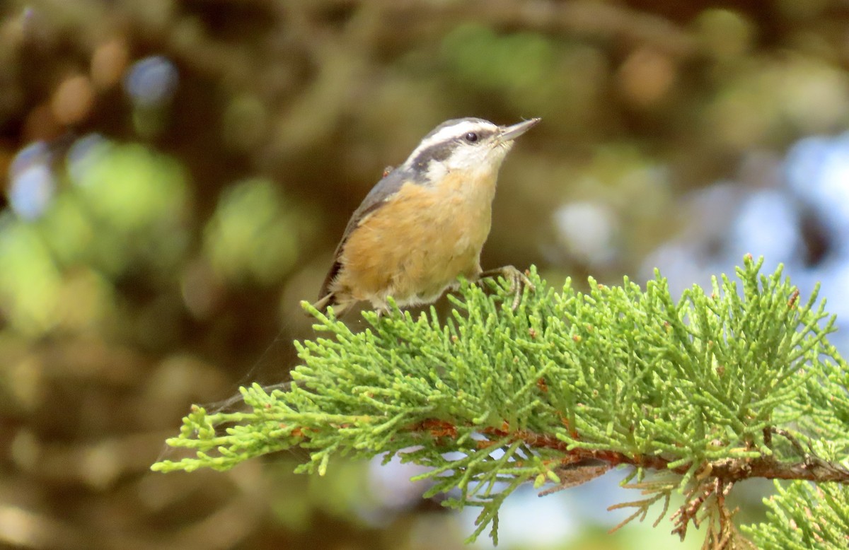 Red-breasted Nuthatch - ML609156029