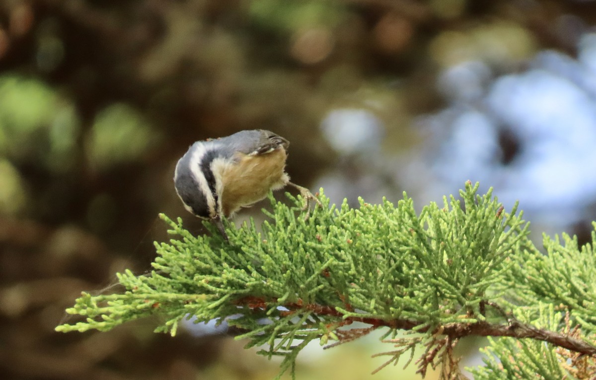 Red-breasted Nuthatch - ML609156031