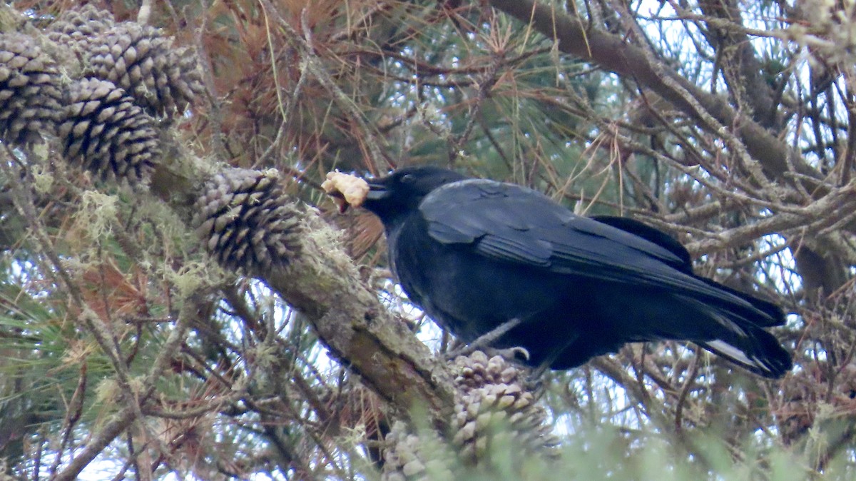 American Crow - ML609156038