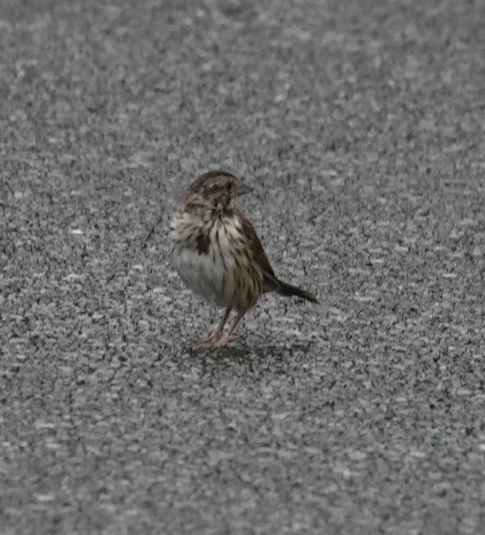 Song Sparrow - Jill Punches