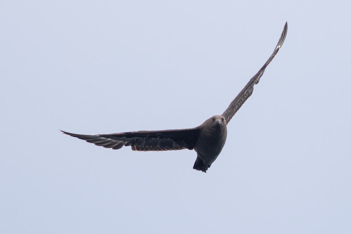 South Polar Skua - ML609156049