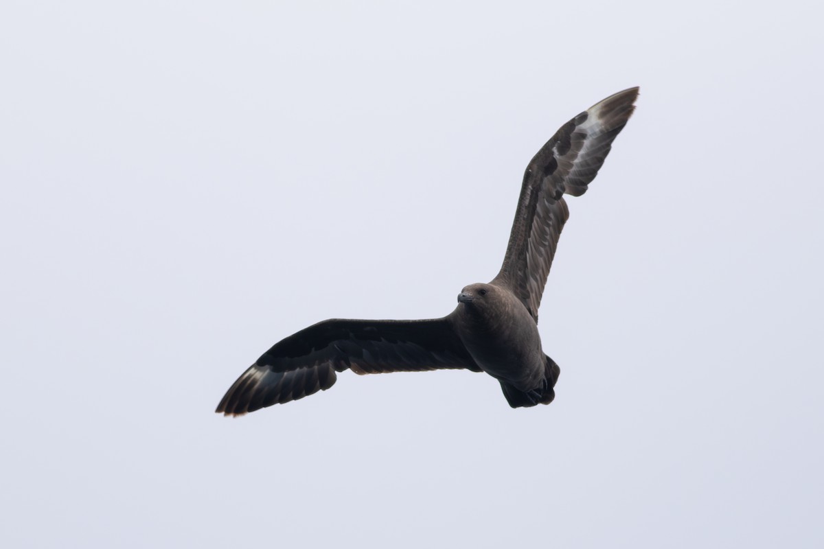 South Polar Skua - ML609156050